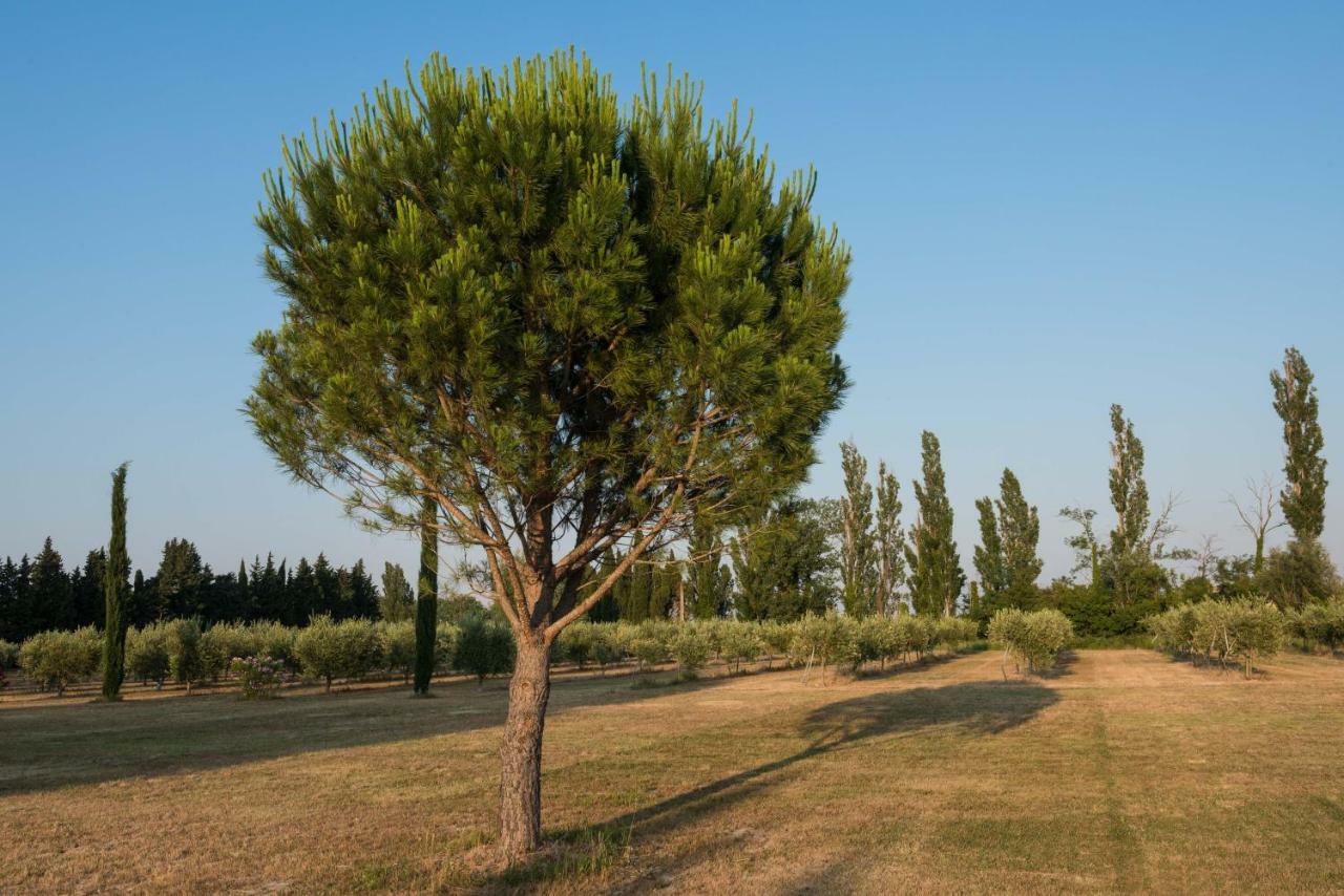 Domaine De Fontbelle Bed & Breakfast Graveson Dış mekan fotoğraf